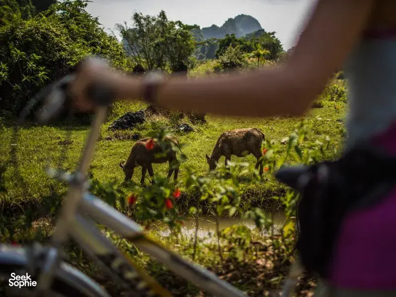 Seek Sophie option picture