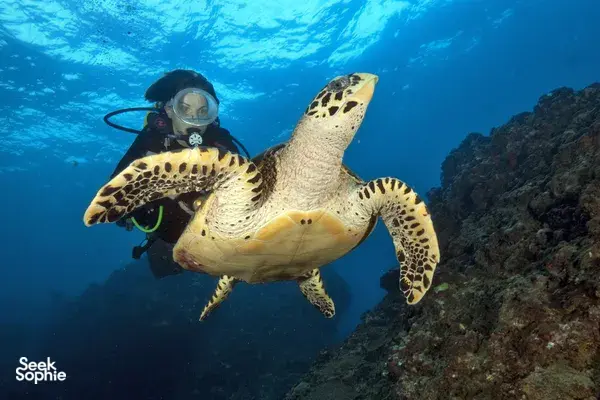 斯米兰群岛双潜体验 | 从考拉出发 | 舒适潜水船 & 经验丰富团队