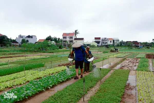 Traveller carrying produce on a shoulder pole along green vegetable beds in rural Hoi An, with houses and gardens in the distance