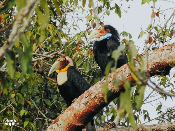 Hornbill pair perched on branches in Khao Yai National Park jungle during a guided wildlife trek experience