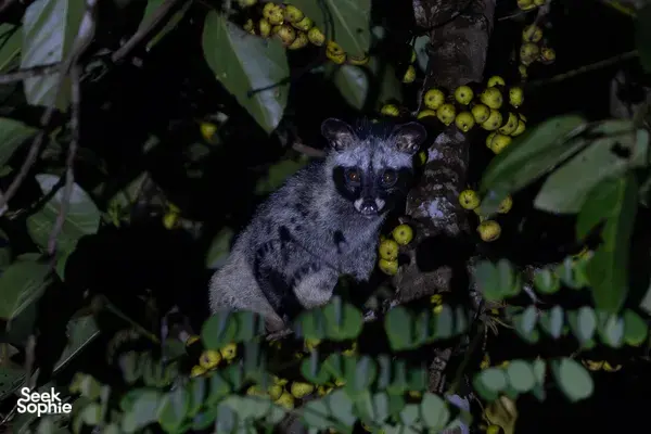 Grey wild animal perched on a branch among clusters of green berries in Cat Tien forest, Vietnam
