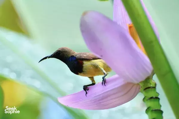 Private Half Day Bird Watching Walk at Khao Sok National Park 