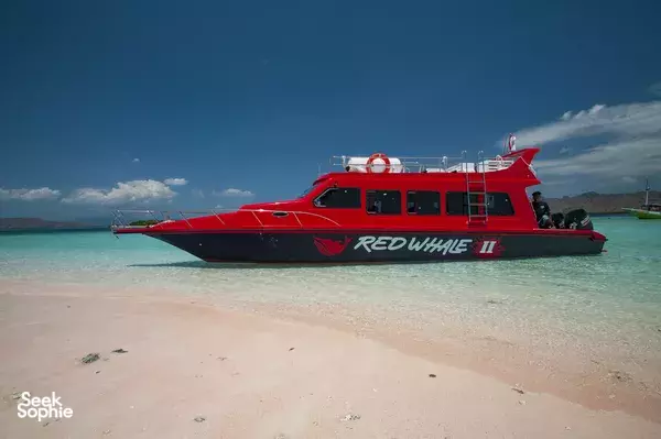 Private 1 Day Speed Boat - Best For Snorkellers | Komodo National Park