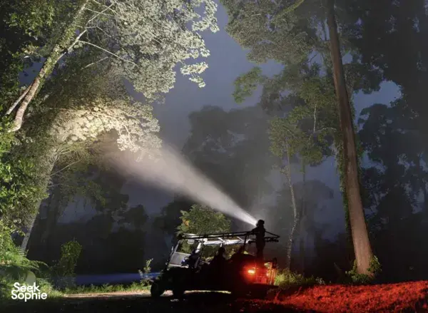 Night safari vehicle with headlamp cruising along a jungle road through Danum Valley rainforest in Sabah, Malaysia