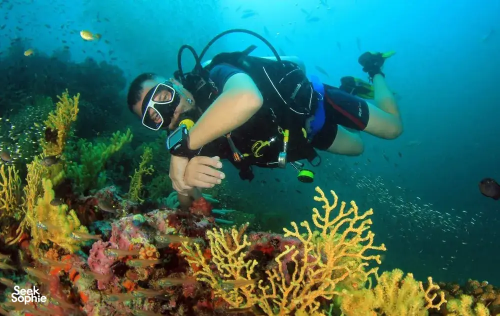 Seek Sophie option picture