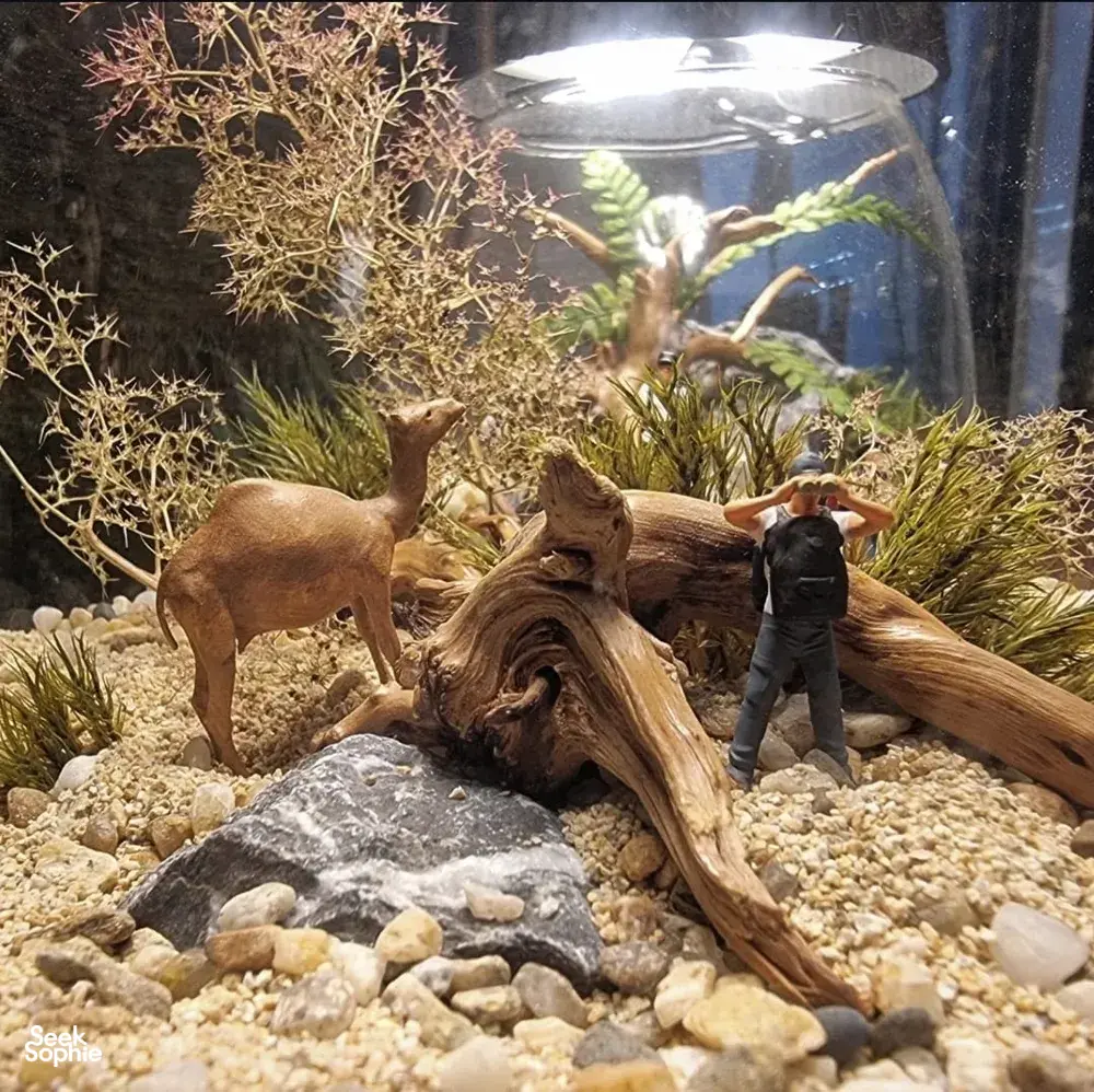 Seek Sophie option picture