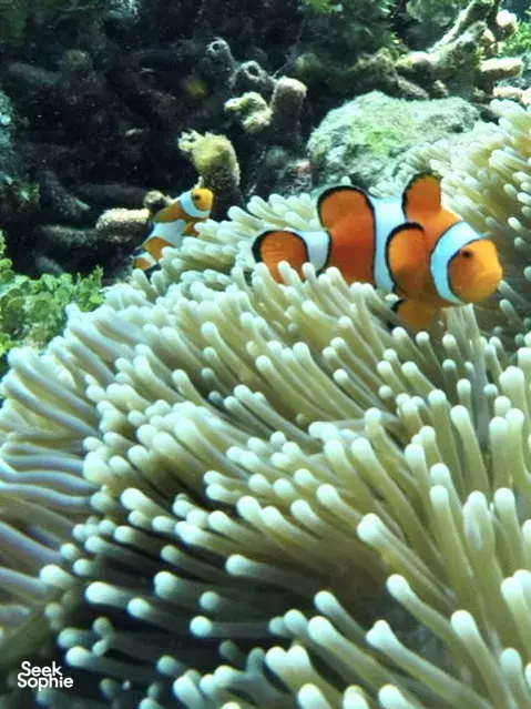 Seek Sophie option picture