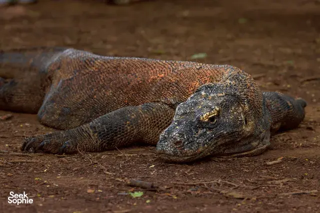Close-up of a patterned dragon resting on dry ground near Rinca in the wild, highlighting Komodo dragons
