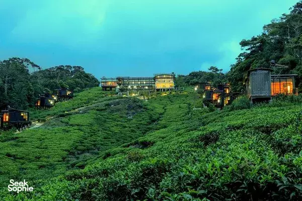 1D1N Sinharaja Rainforest | Stylish Ecolodge Retreat & Hike
