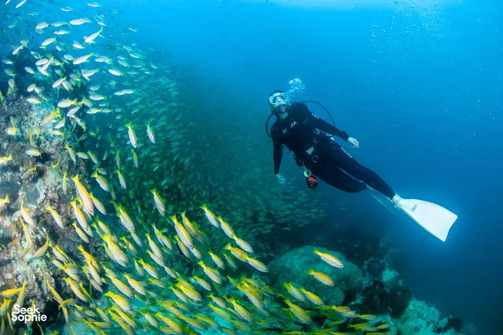 Seek Sophie option picture