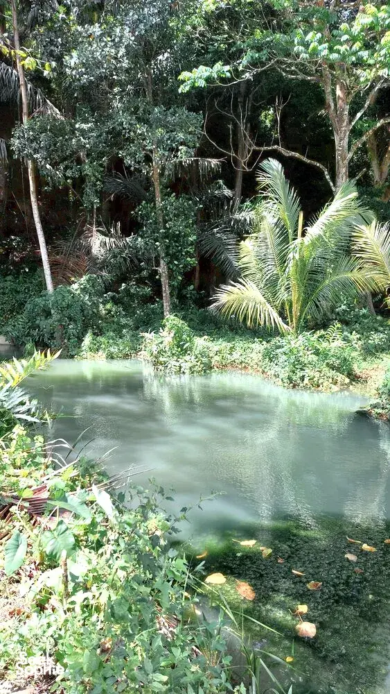 Kolam mata air yang tenang di Labuan Bajo, dikelilingi kehijauan tropika yang rimbun dan pokok palma, dengan pantulan cahaya matahari pada permukaan air