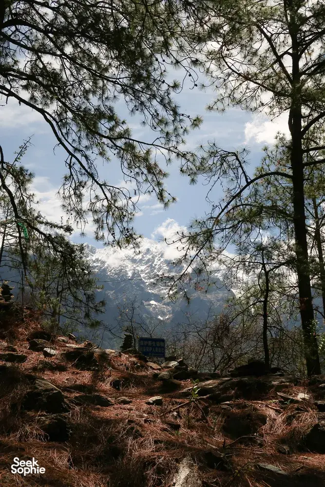 View through pine branches of steep slopes and icy mountains across Tiger Leaping Gorge during a high-trail trek in Lijiang