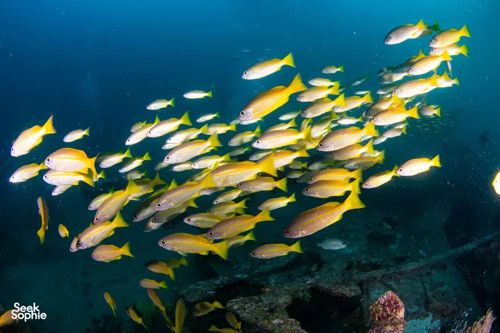 School of yellow-and-white reef fish turning in the current above a coral-covered offshore dive rig in Semporna