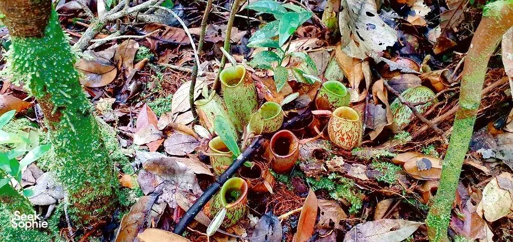 Seek Sophie option picture