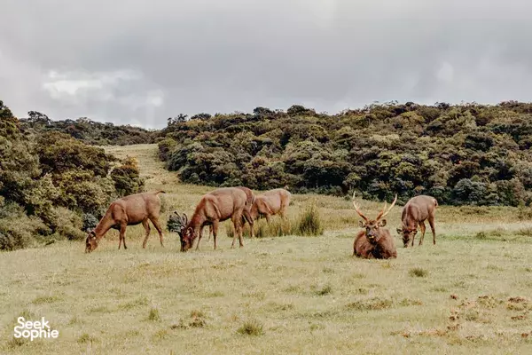Sunrise Hike at Horton Plains