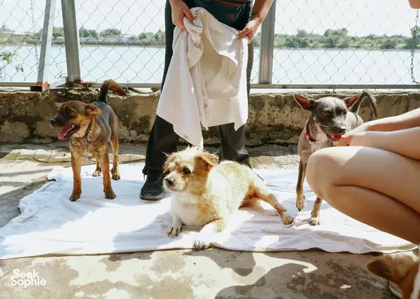 Rescue dogs play on a tarpaulin in the yard as a volunteer chats with guests at Laws for Paws Vietnam, Ho Chi Minh City