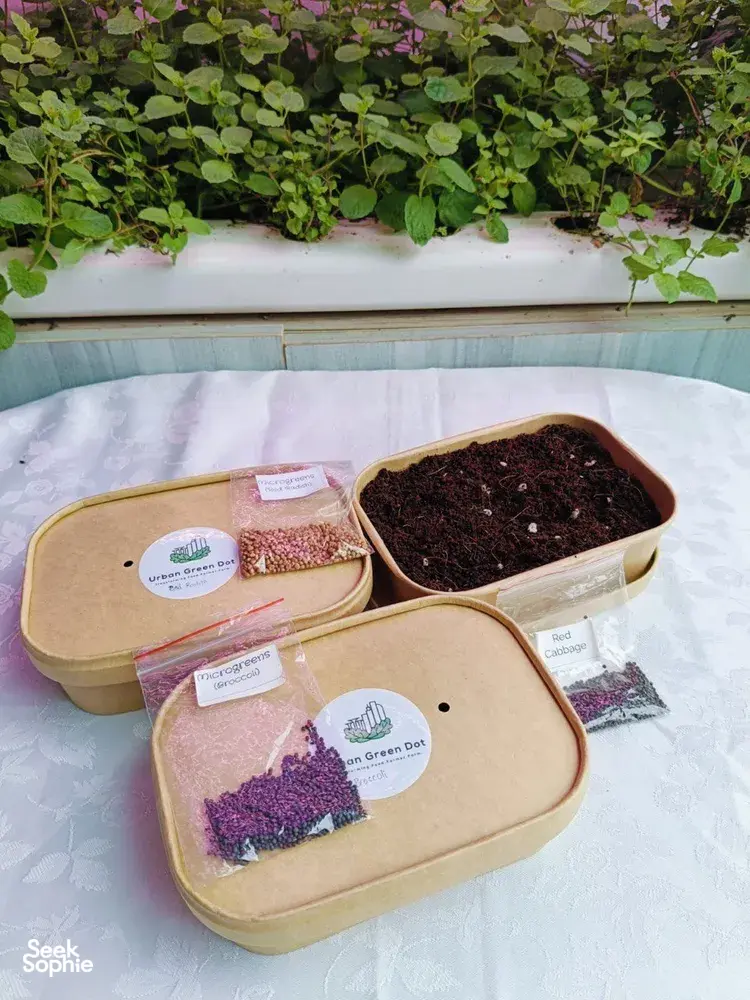 Beige microgreens growing kit with trays of dark soil and seed sachets on a table at Urban Green Dot workshops in Singapore