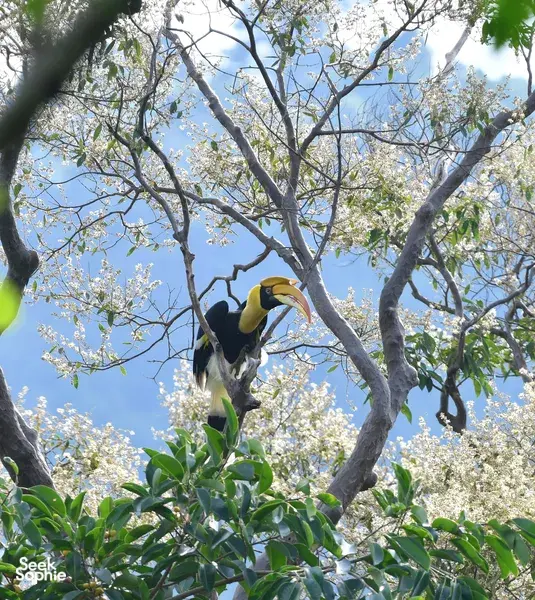 Hornbill perched in a leafy tree in Khao Yai during a full-day private bird-watching tour with an expert