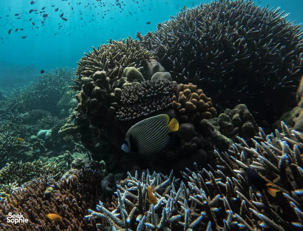 Seek Sophie option picture