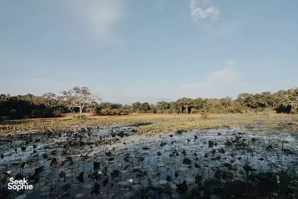 Shallow, lotus-filled wetland with many birds resting on the water in Anuradhapura, surrounded by savannah and trees