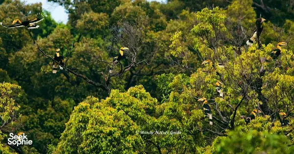 Lush Langkawi rainforest canopy with several birds perched in trees during naturalist-guided birdwatching