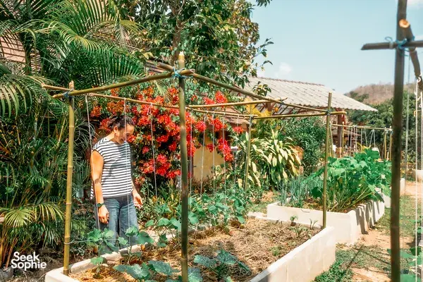 Outdoor vegetable beds in Chiang Mai at The Farmer’s Lab, flowers and greens tended for a hands-on home cooking class