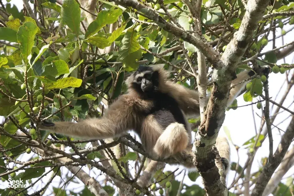 Gibbon perched among tree branches during Wildlife Safari Thailand’s wildlife trek in Khao Yai National Park