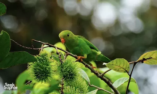 Private Half Day Bird Watching Walk at Khao Sok National Park 