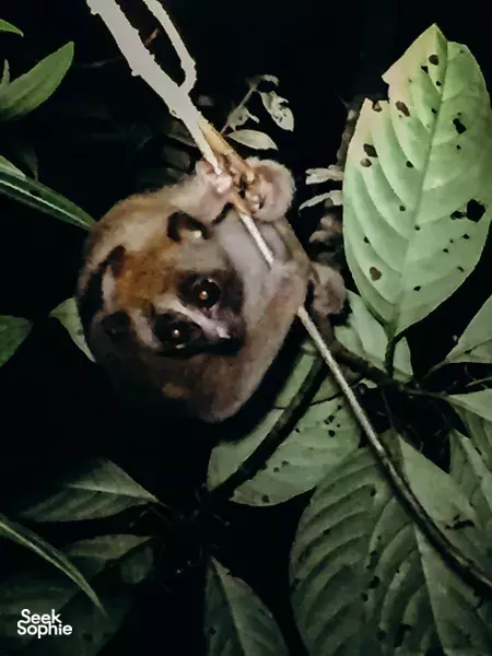 Experience a Jungle Night Adventure with Khao Sok’s Expert Guide