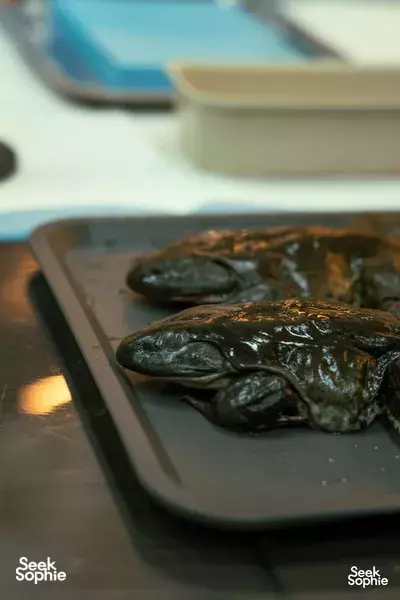 Pembedahan Katak bersama Pakar Hidupan Liar