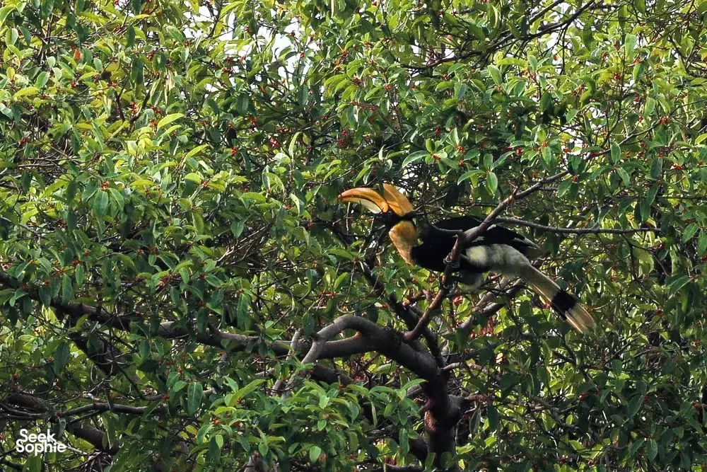 Seek Sophie option picture