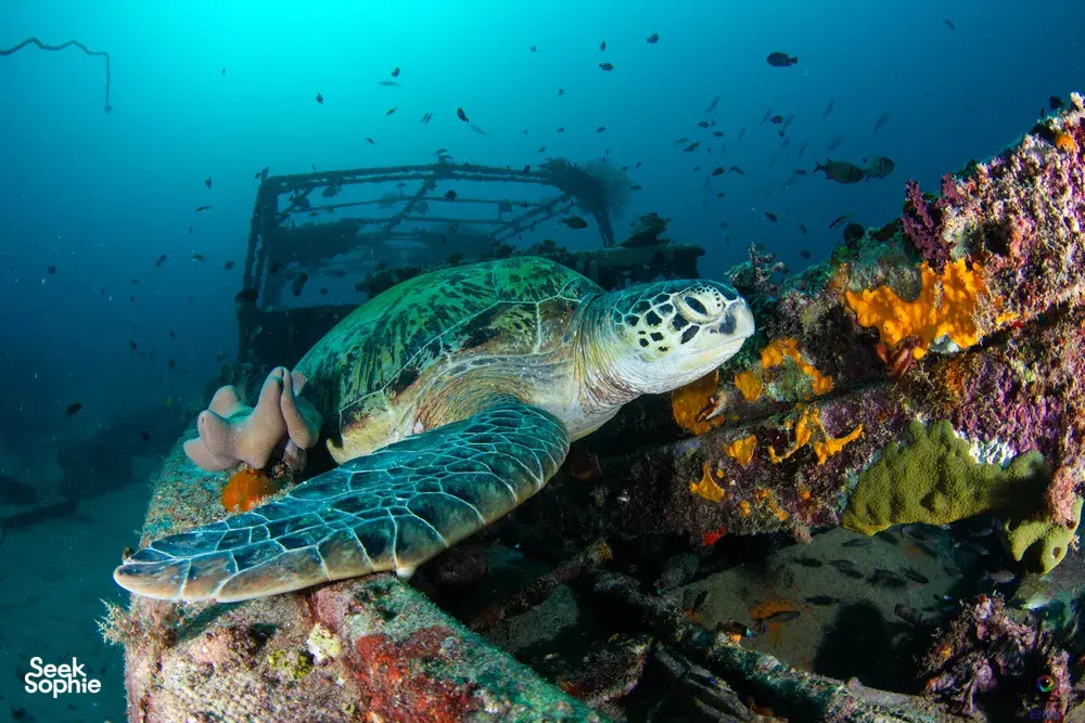 Green sea turtle swimming past a sunken structure on a dive off the Seaventures Dive Rig near Semporna waters