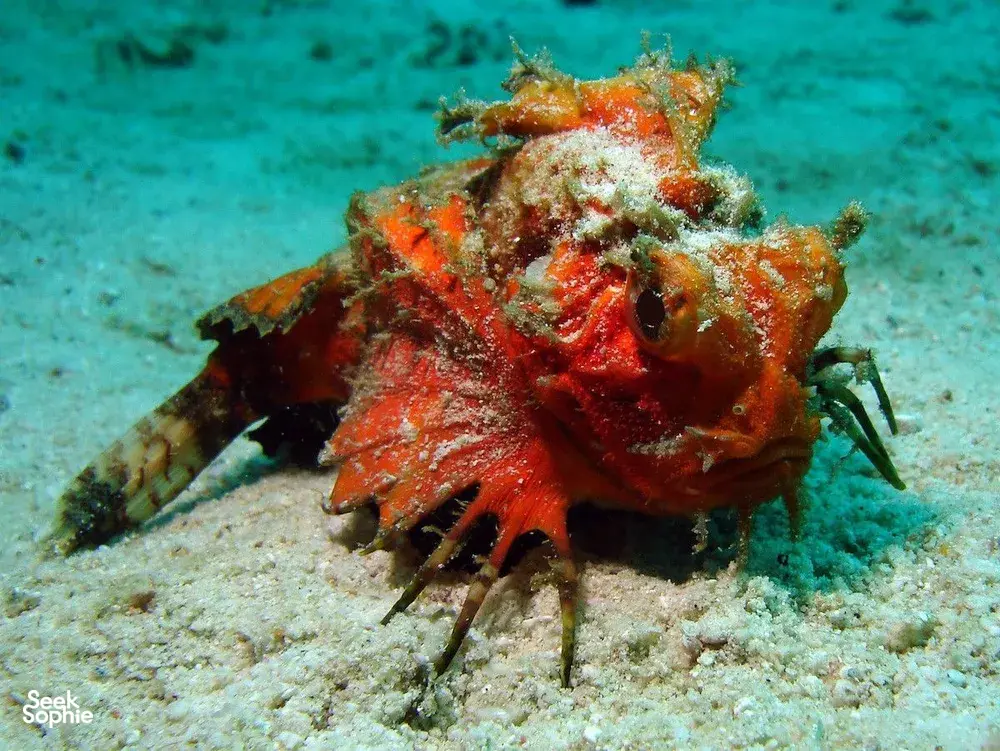 Seek Sophie option picture