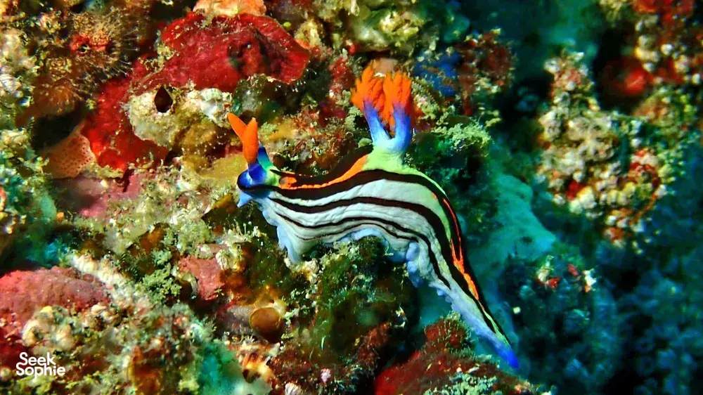 Colourful nudibranchs photographed on a macro dive off Lombok Pink Beach during 2 fun dives with Scuba Froggy from Kuta