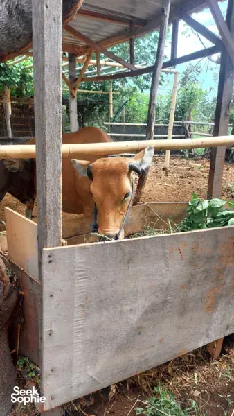 Lombok Farm Discovery | Learn about Permaculture & it's Impact