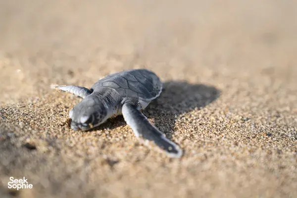 5D4N Bromo, Tumpak Sewu, Ijen + Rare Turtle Sanctuary Visit