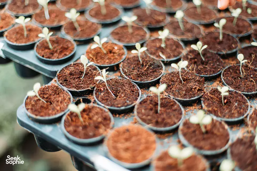 Seek Sophie option picture