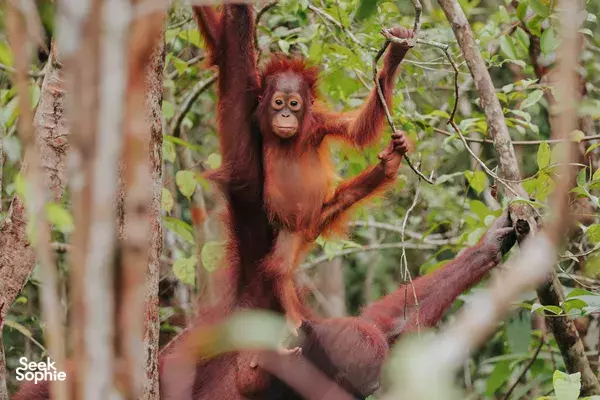 5D5N Orangutan Houseboat Safari + Dayak Village Trek