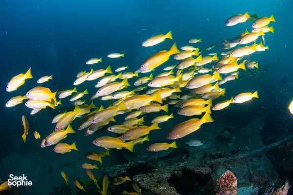 School of yellow-and-white reef fish turning in the current above a coral-covered offshore dive rig in Semporna