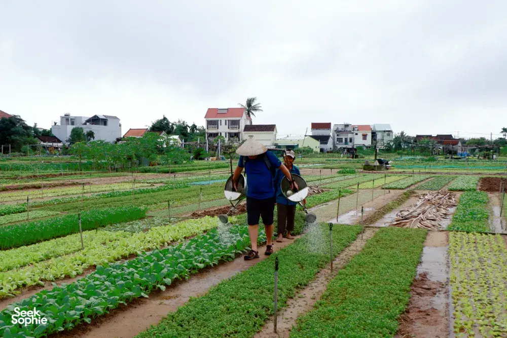 Seek Sophie option picture