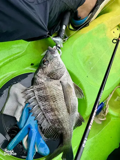 Seek Sophie option picture