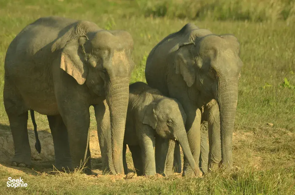 Herd of elephants grazing on grass during a wildlife safari in Khao Yai National Park, Thailand on the hidden trail