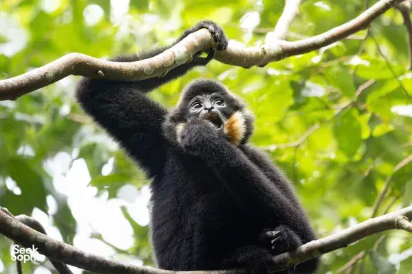 Black-furred gibbon hanging on a branch in Cat Tien, seen during a private ethical tour led by an expert naturalist