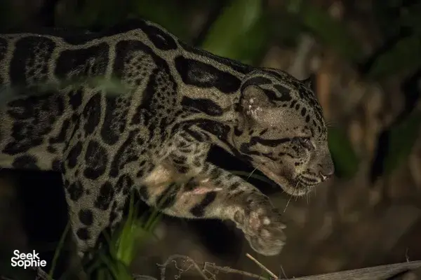 Close-up of a rosetted wild cat in shadowy undergrowth during a Deramakot Safari near Sandakan, Sabah — expert-guided Borneo trek