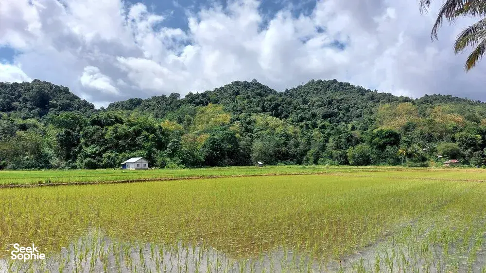 Bukit-bukau hijau subur dan sawah di bawah langit mendung, pemandangan desa yang luas dari tepi jalan di Labuan Bajo