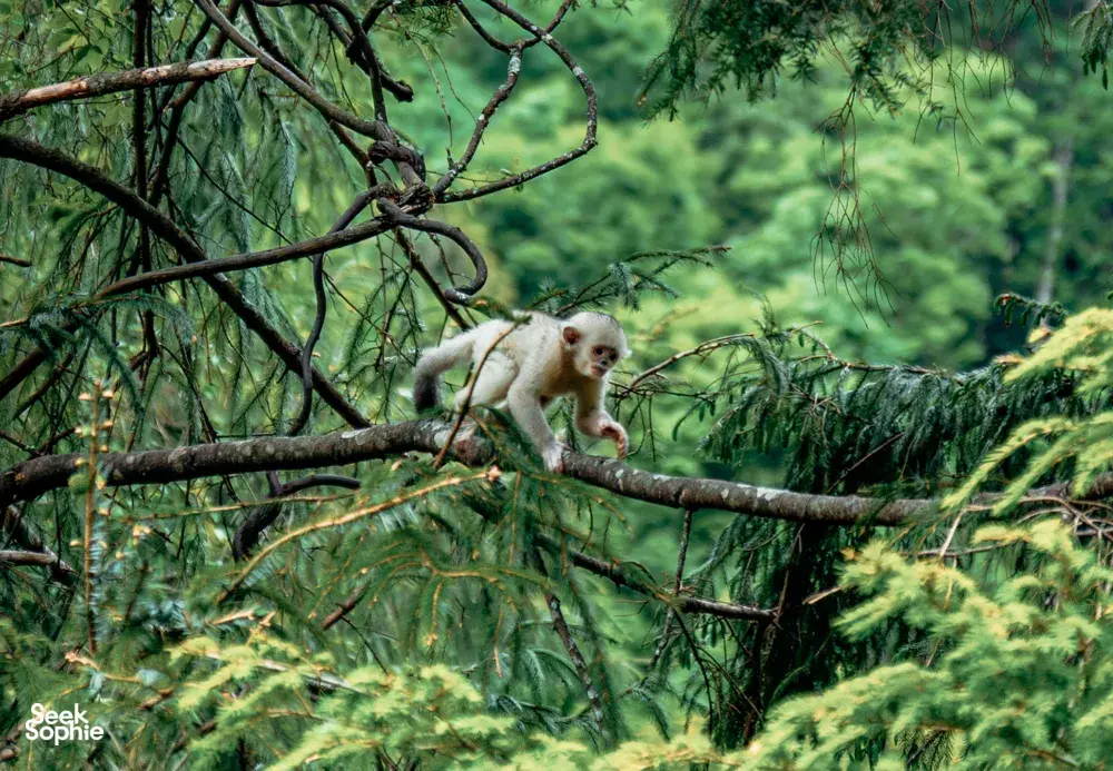 Seekor monyet berhidung pesek Tacheng memanjat di celah dahan hutan di Taman Negara Monyet Berhidung Pesek Tacheng, Shangri-La