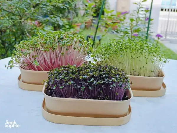 Colourful microgreens in stacked wooden growing boxes for Urban Green Dot’s hands-on grow-your-own microgreens workshops in Singapore