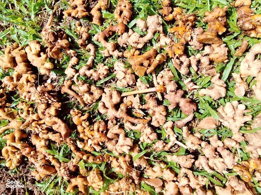 Seek Sophie option picture