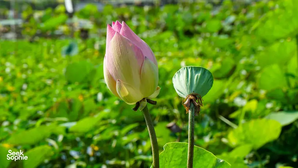 Pink lotus bud and bloom among green leaves on a quiet path during a bike ride exploring Mekong Island near Ho Chi Minh City