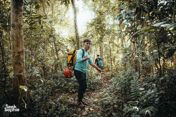 Solo trekker with a daypack walking through dense forest in Phong Nha, Quảng Bình, on a guided hike and cave route